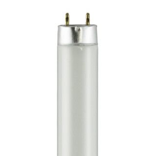 T8 Fluorescent Tubes T8 Fluorescent Tubes